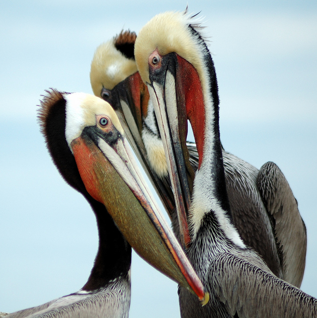 three colourful pelicans in a huddle