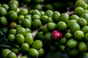 one red coffee berry in a pile of green ones by Thangaraj Kumaravel, used under CC BY-2.0 license