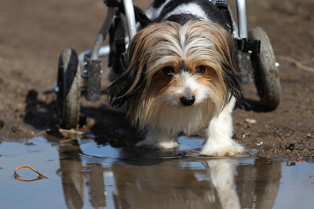 small disabled dog with hind wheels crossing a mud puddle
