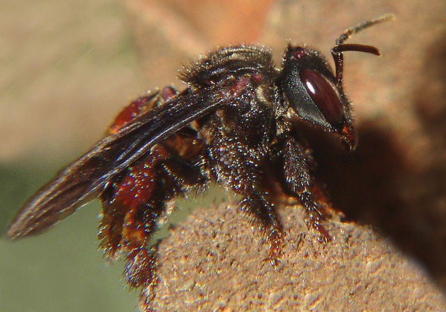 a carnivorous bee