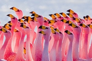 crowd of flamingo heads