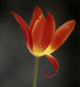 photo of imperfect tulip with curled petal