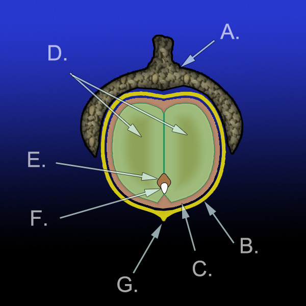 diagram of parts of an acorn