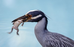 heron eating frog
