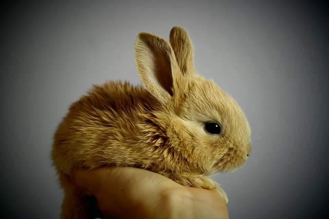 bunny held in the palm of the hand