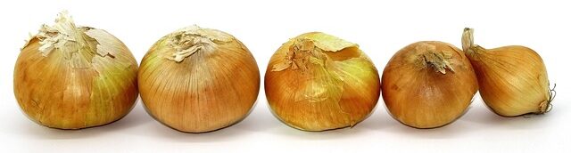a straight line of onions with dried yellowed skins